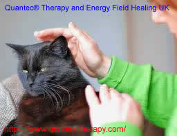 how to healing animals energy animals healing uk